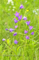 Природа Оренбуржья