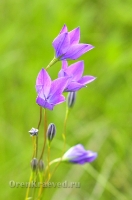 Природа Оренбуржья