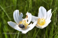 Природа Оренбуржья