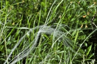 Природа Оренбуржья