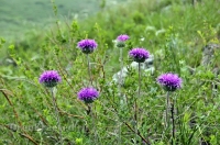 Природа Оренбуржья