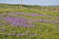 Природа Оренбуржья