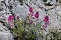 Природа Оренбуржья