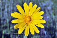 Природа Оренбуржья