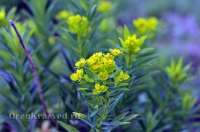 Природа Оренбуржья