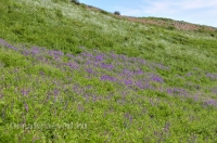 Природа Оренбуржья