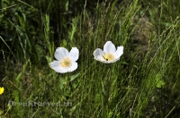 Природа Оренбуржья