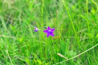 Природа Оренбуржья