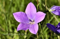 Природа Оренбуржья