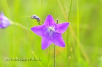 Природа Оренбуржья