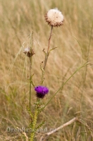Кваркенский район