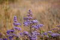 Кваркенский район