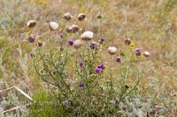 Кваркенский район