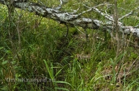 Кваркенский район