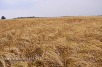 Октябрьский район