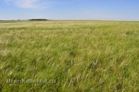 Кувандыкский район