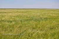 Кувандыкский район