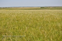 Кувандыкский район