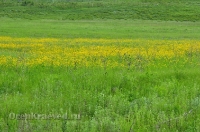 Кувандыкский район