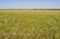 Кувандыкский район