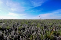 Новоорский район