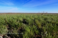 Новоорский район