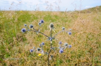 Новоорский район