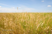 Новоорский район