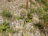 Саракташский район