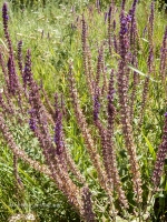 Саракташский район