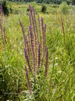 Саракташский район