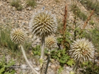 Саракташский район