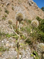 Саракташский район