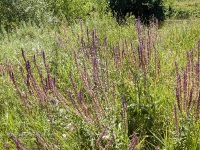 Саракташский район