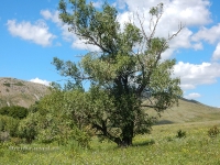 В окрестностях Яманского ущелья