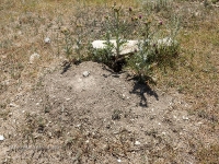 В окрестностях Яманского ущелья