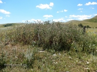 В окрестностях Яманского ущелья