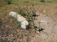 В окрестностях Яманского ущелья