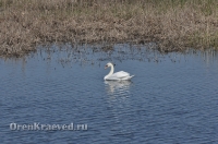 Адамовский район