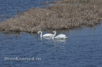 Адамовский район