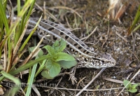 Адамовский район