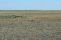 Адамовский район