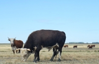 Адамовский район