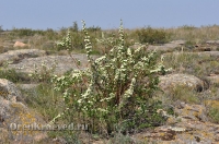 Домбаровский район