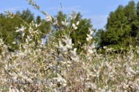 Домбаровский район