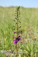 Домбаровский район