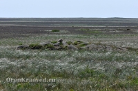 Домбаровский район