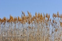 Домбаровский район