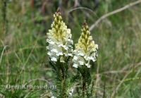 Домбаровский район