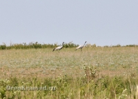 Домбаровский район